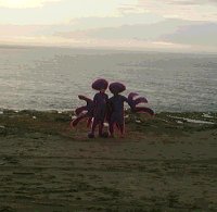 Beach wildlife